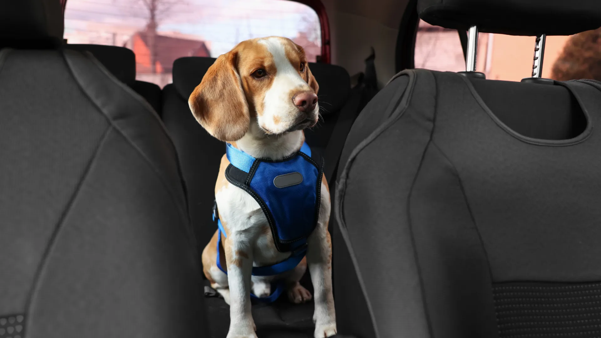 Beagle wearing a blue safety harness on a car back seat