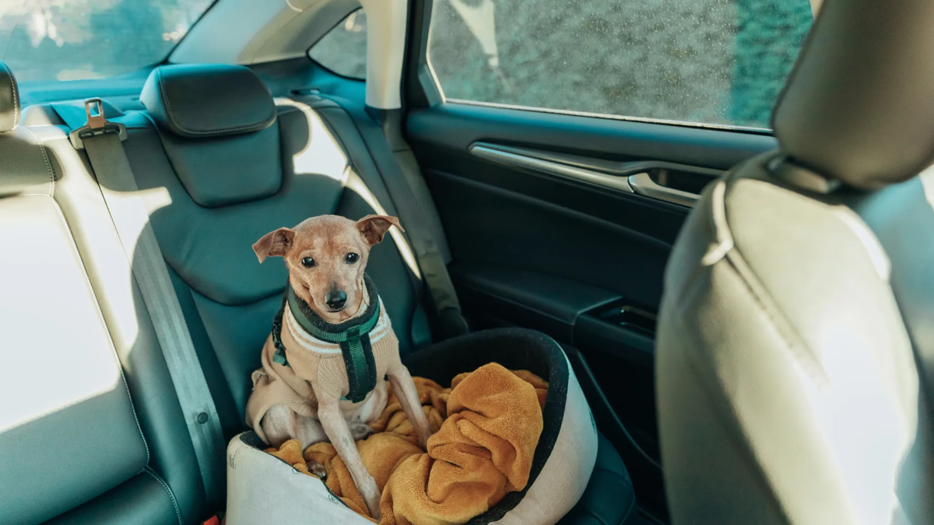 Small dog in a padded car bed wearing a safety harness in the back seat