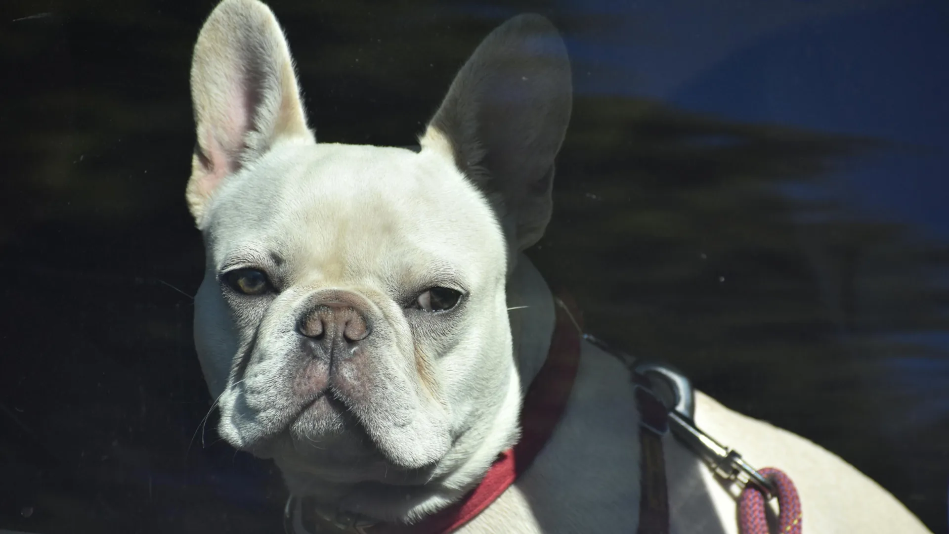 French Bulldog wearing a safety harness looking through a car window