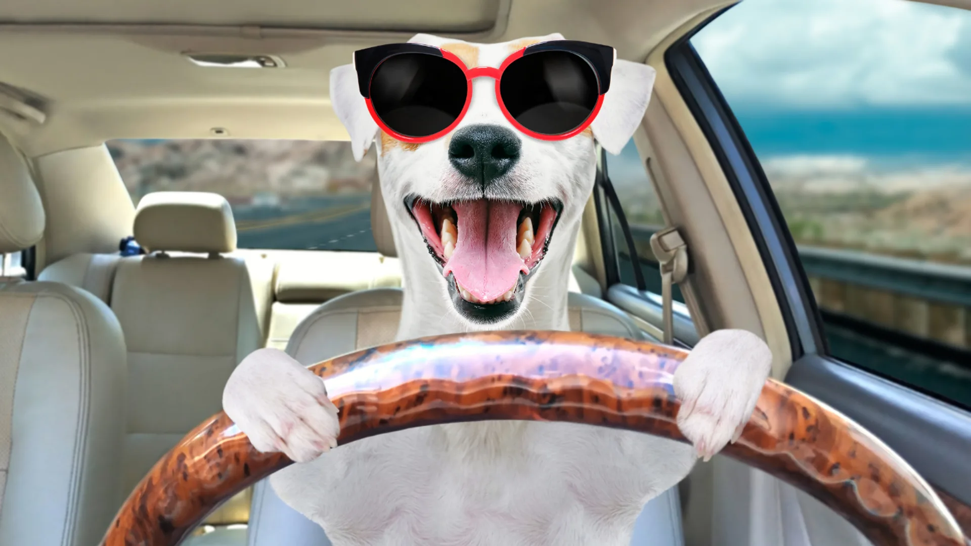 Happy dog with sunglasses behind the steering wheel of a car